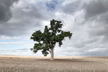 Narrogin, Mid West, Western Australia - LIMITED EDITION