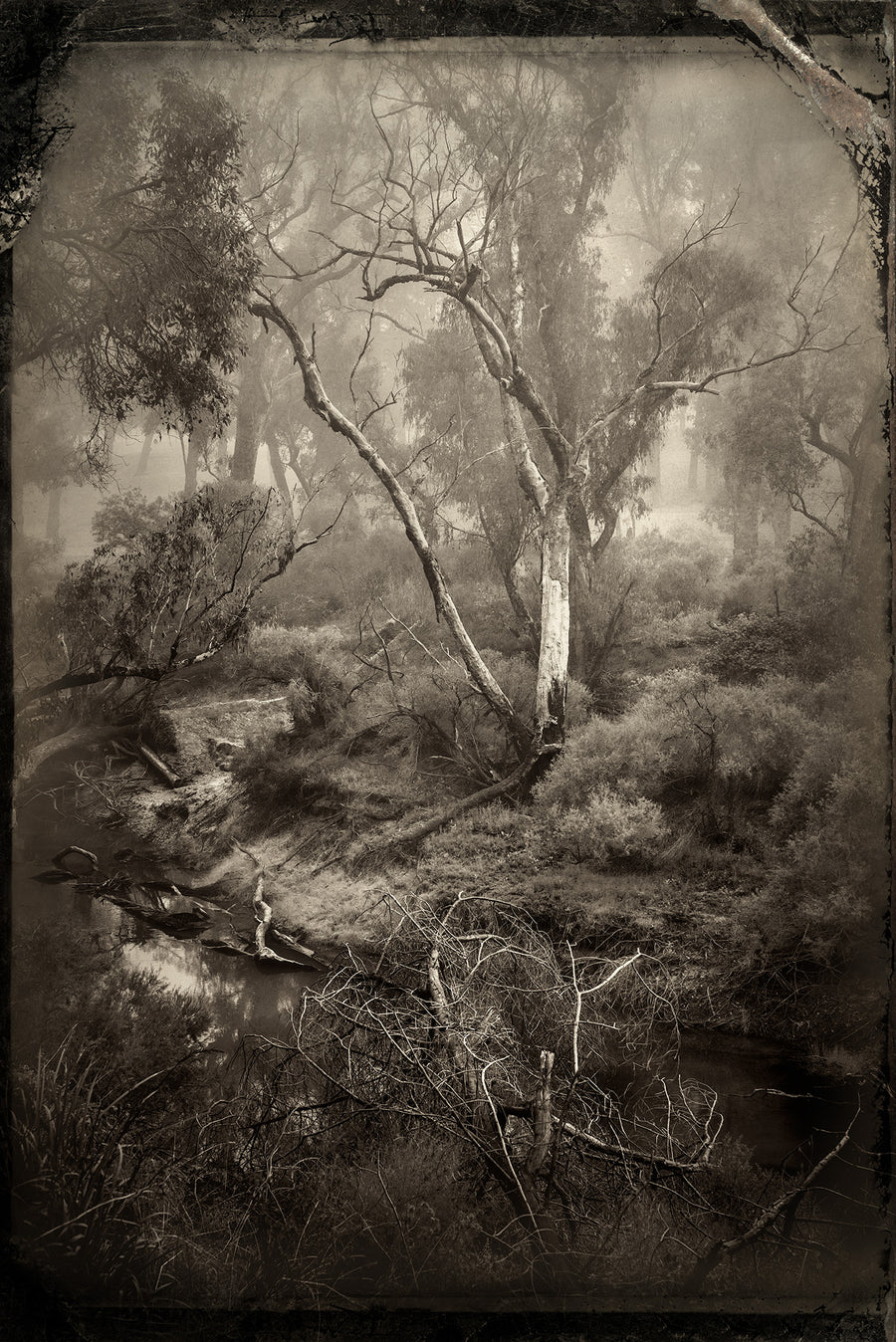 Blackwood River Limited Edition 83x125cm Framed in black With Ultra Glass