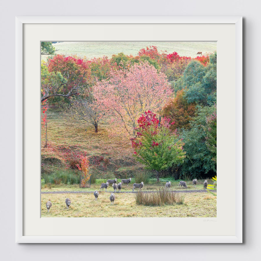 Golden Valley Tree Park  Limited Edition 115x115cm Framed in white