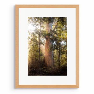 Pemberton 33x50cm Framed in Timber