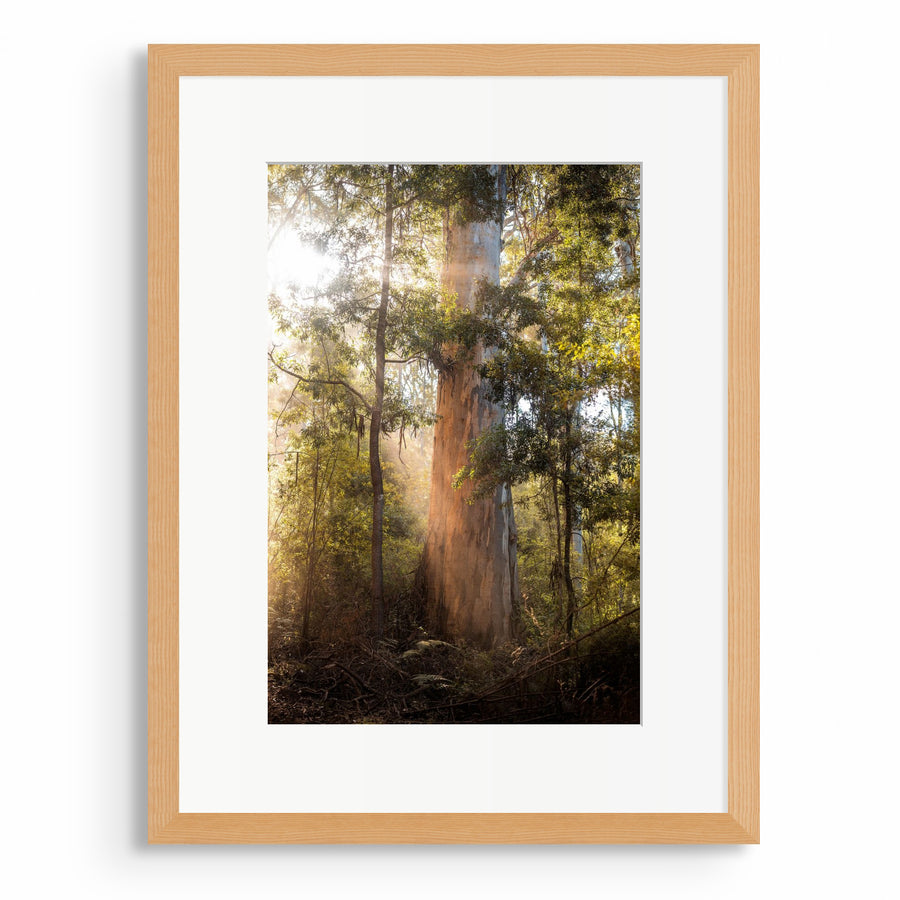 Pemberton 33x50cm Framed in Timber
