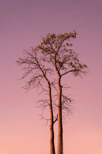 Boab Trees, Parry Creek, Kimberley, North Western Australia