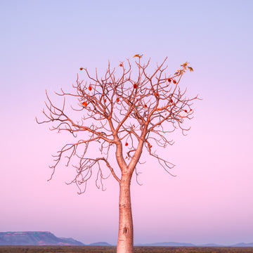 Boab Tree, Parry Creek, Kimberley, North Western Australia