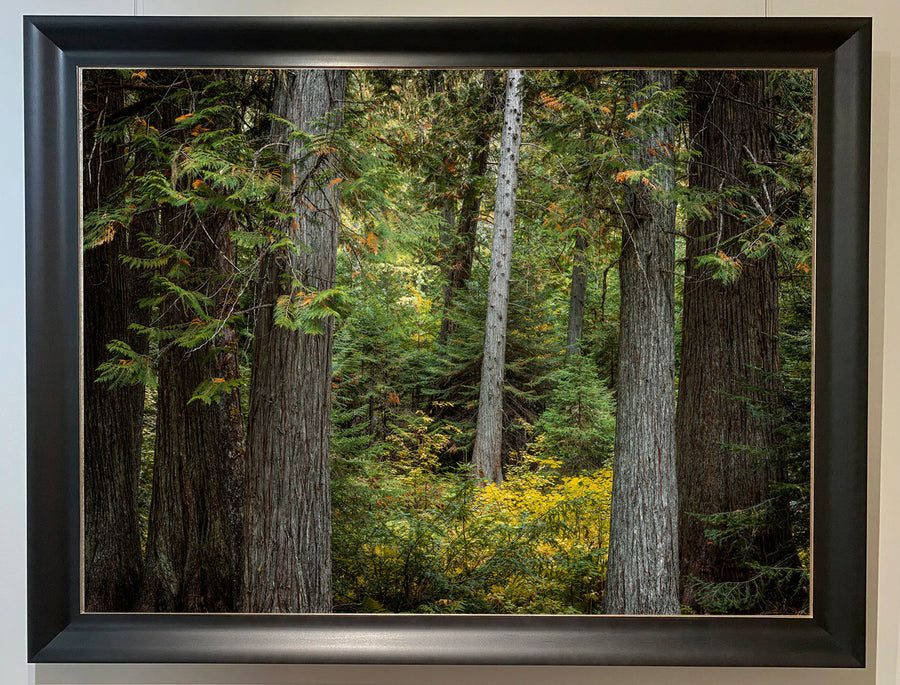 Forest, Idaho, USA, Limited Edition 1/1 , 140x186cm Stretched Canvas with a black Bellini Frame