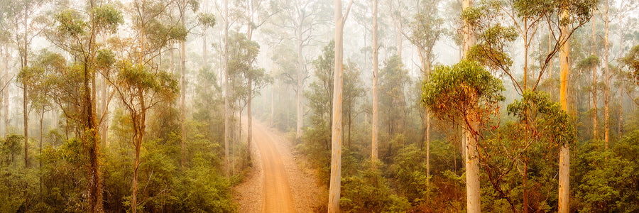 Pemberton, South Western Australia