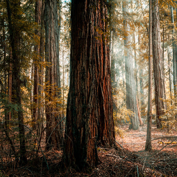 Pemberton, South Western Australia - Limited Edition 75x75cm Print Only