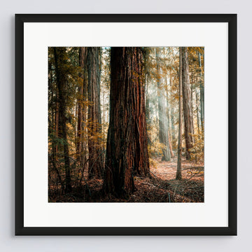 Pemberton LIMITED EDITION 50x50cm framed in black with non-reflective glass