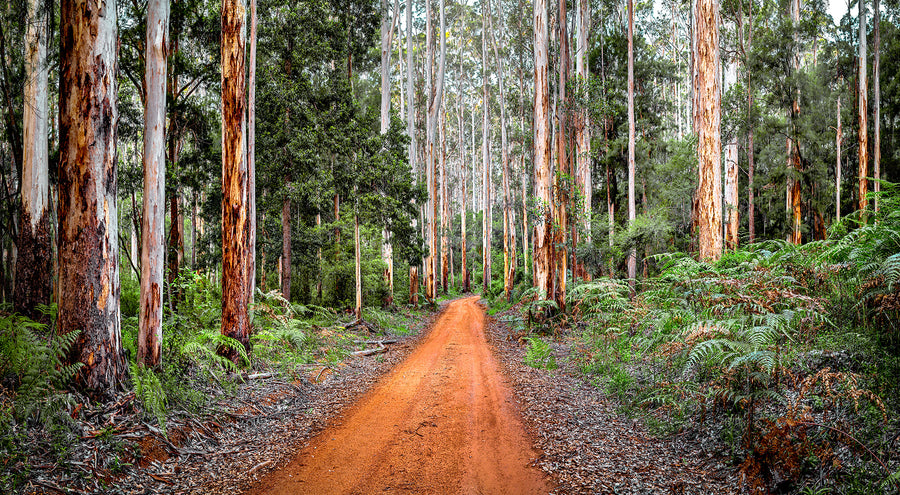 Big Brook State Forest, Pemberton - limited edition 1/1 110x200cm Framed stretched canvas with timber shadow line frame