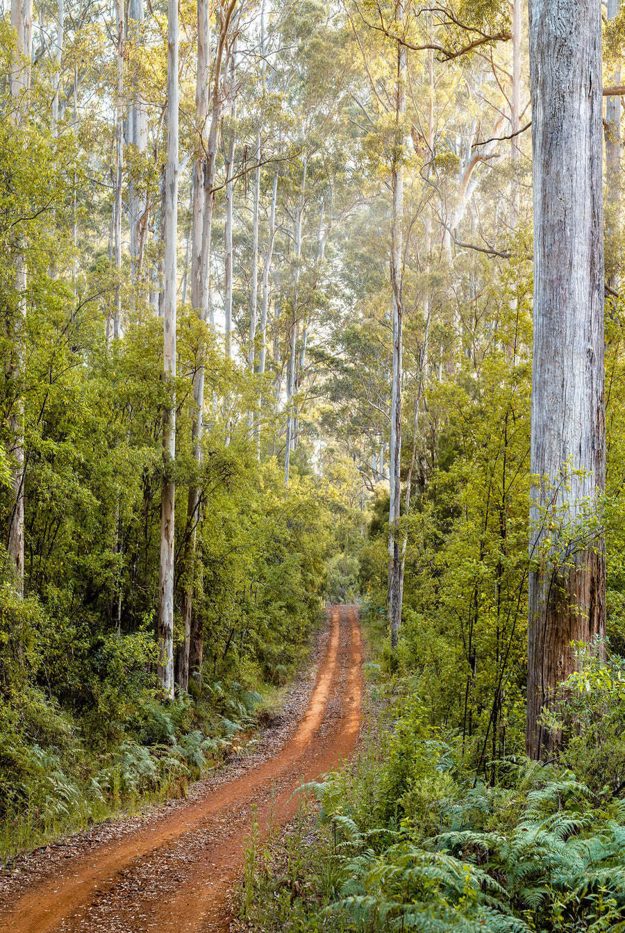Karri Forest 67x100cm Stretched Canvas with timber Shadow Line Frame