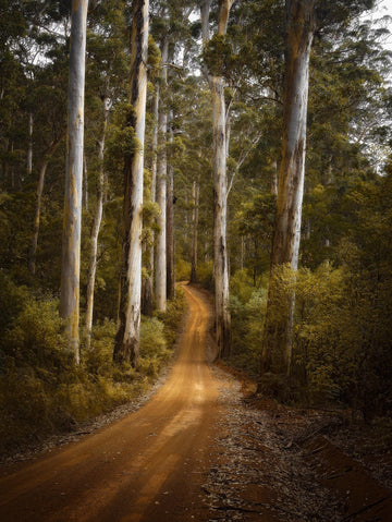 Karri Forest, 100x150cm  Stretched Canvas with handcrafted Feature Marri Timber Frame