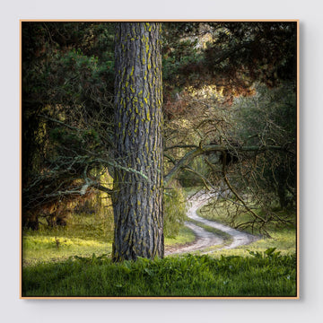 Ludlow Tuart Forest 25x25cm Framed stretched canvas with timber shadow line frame