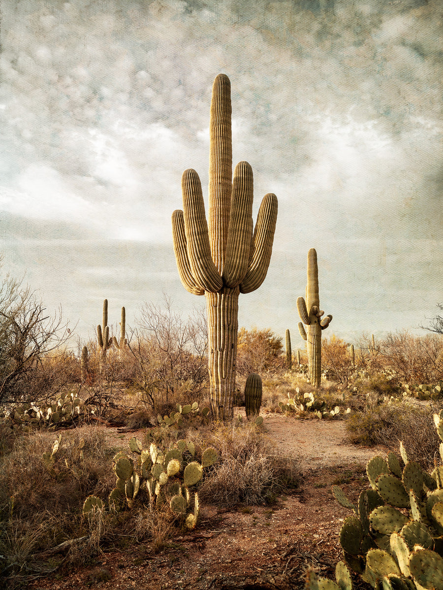 Saguaro National Park, Tuscon, Arizona, USA - Limited Edition 1/1, 100x135cm Framed in Black