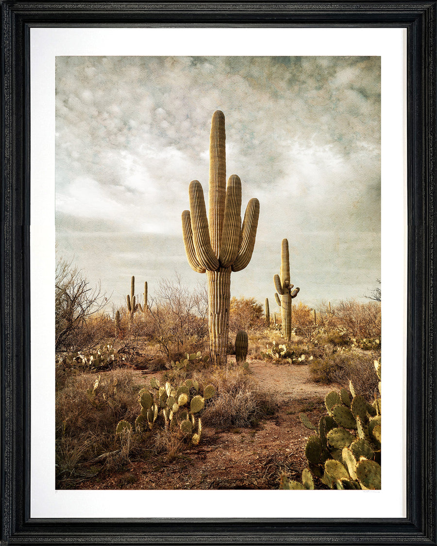 Saguaro National Park, Tuscon, Arizona, USA - Limited Edition 1/1, 100x135cm Framed in Black