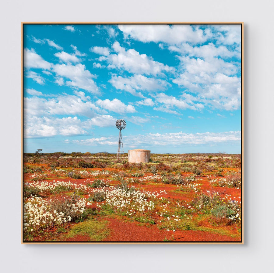 WILDFLOWERS AT YALGOO 25x25cm Framed stretched canvas with timber shadow line frame