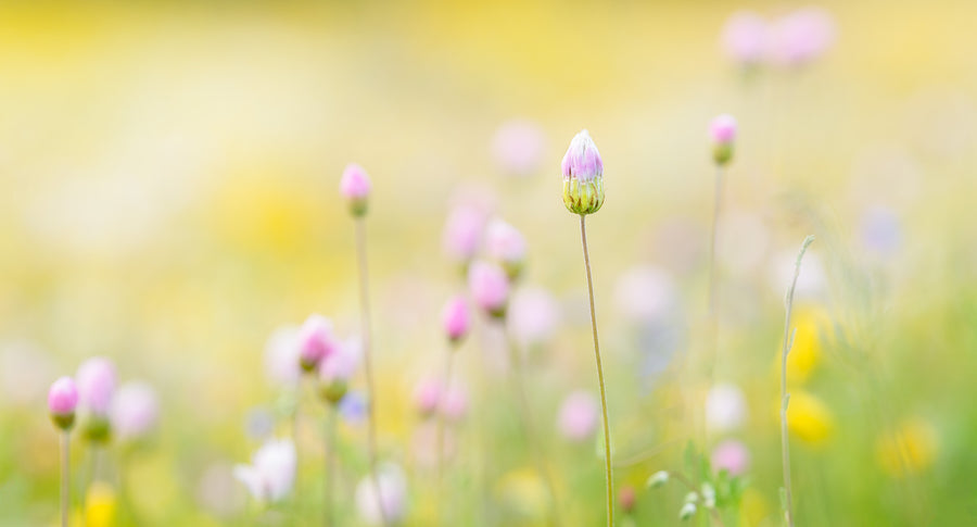 Wildflowers Limited Edition 55x100cm Art Paper Framed In White #1/25