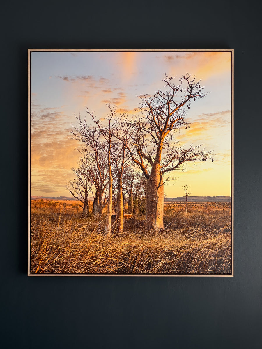 Boabs, Wyndham, LIMITED EDITION 1/1, 90x100CM STRETCHED CANVAS WITH TIMBER SHADOW LINE FRAME