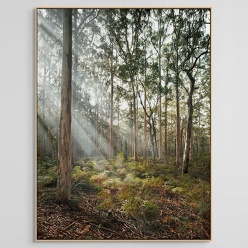 Boranup Forest Limited Edition 1/1 -  113x150cm Stretched Canvas with feature marri Shadow Line Frame