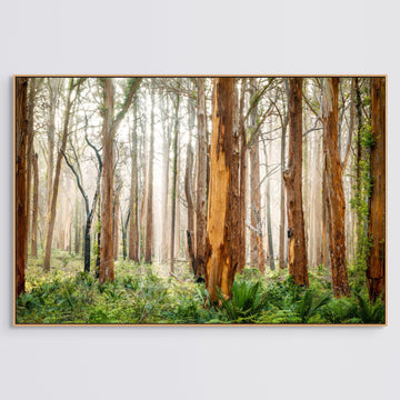 Boranup Forest 83X125CM FRAMED STRETCHED CANVAS WITH oak SHADOW LINE FRAME - limited edition