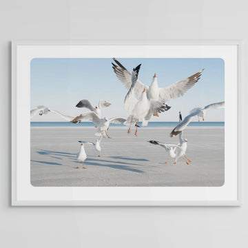Flock of Seagulls at Cable Beach, Broome, Limited Edition 83x125cm Framed in white