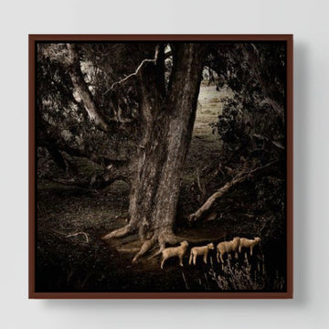 Sheep 25x25cm stretched canvas with handcrafted Jarrah shadow line frame