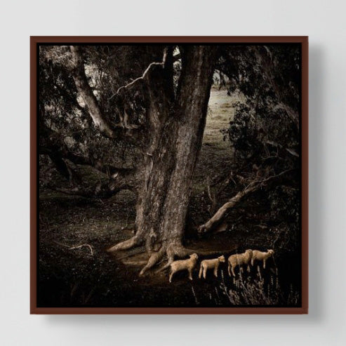 Sheep 25x25cm stretched canvas with handcrafted Jarrah shadow line frame