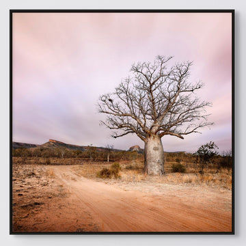 Boab tree 25x25cm Framed stretched canvas with black shadow line frame