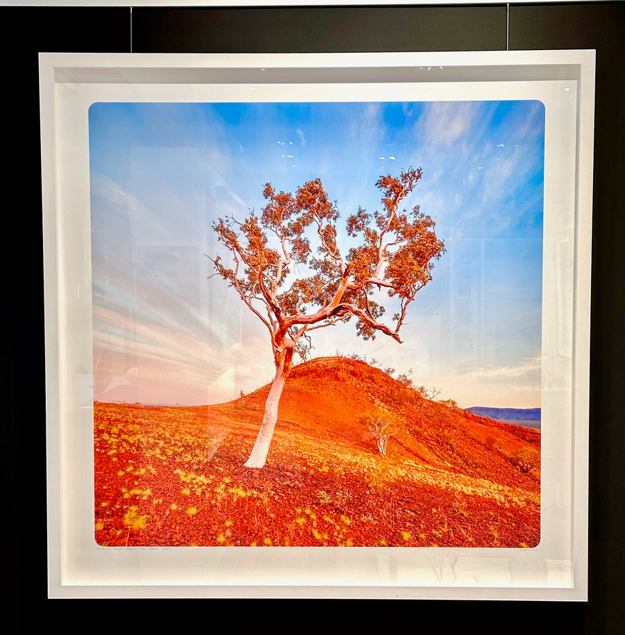 Mount Bruce Karijini Pilbara LIMITED EDITION 100x100cm Framed in white