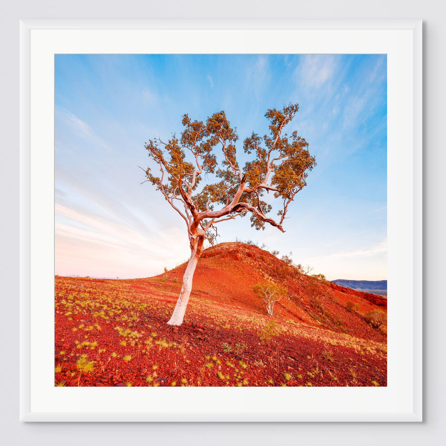 Mount Bruce Karijini Pilbara LIMITED EDITION 100x100cm Framed in white