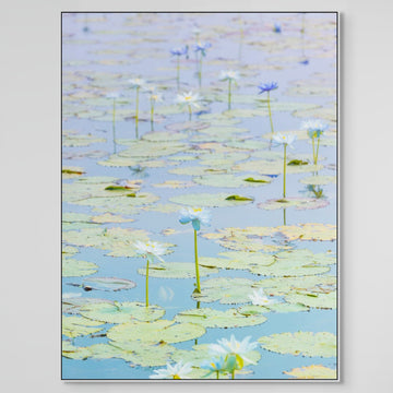 WATER LILIES, KIMBERLEY - Limited Edition 113x150cm Stretched Canvas with White Shadow Line Frame
