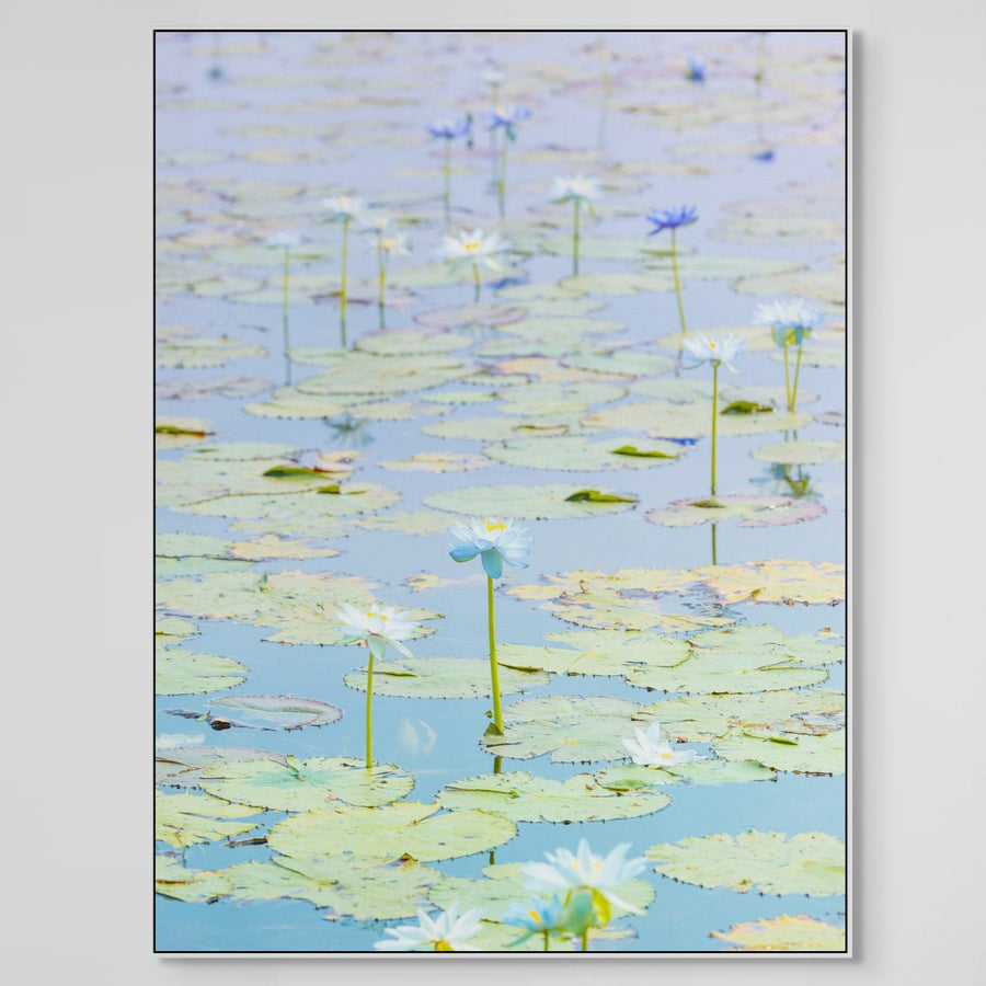 WATER LILIES, KIMBERLEY - Limited Edition 113x150cm Stretched Canvas with White Shadow Line Frame