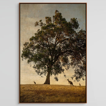 KANGAROOS UNDER THE MARRI TREE, LIMITED EDITION 100x150cm stretched canvas with hand crafted marri shadow line frame