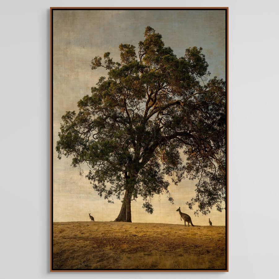 KANGAROOS UNDER THE MARRI TREE, LIMITED EDITION 100x150cm stretched canvas with hand crafted marri shadow line frame