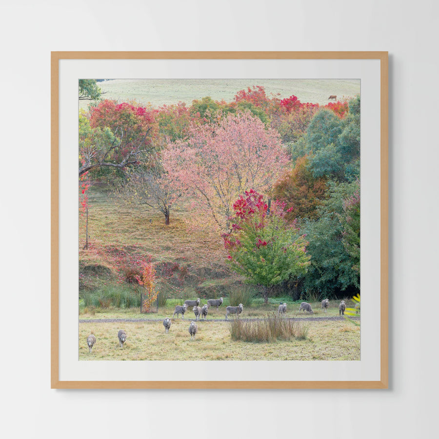 Golden Valley Tree Park Limited Edition - 100x100cm Framed in Timber with Non-reflective glass