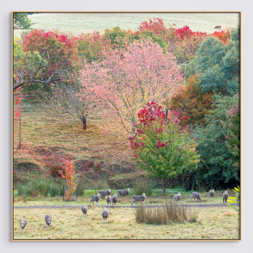 Golden Valley Tree Park Limited Edition 115x115cm stretched canvas with timber shadow line frame