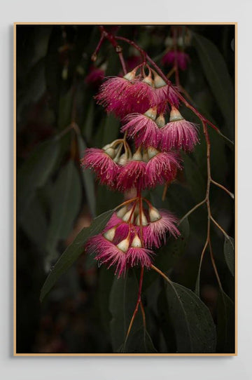 Eucalyptus Flower Limited Edition 1/1 -  83x125cm Stretched Canvas with handcrafted Marri Frame