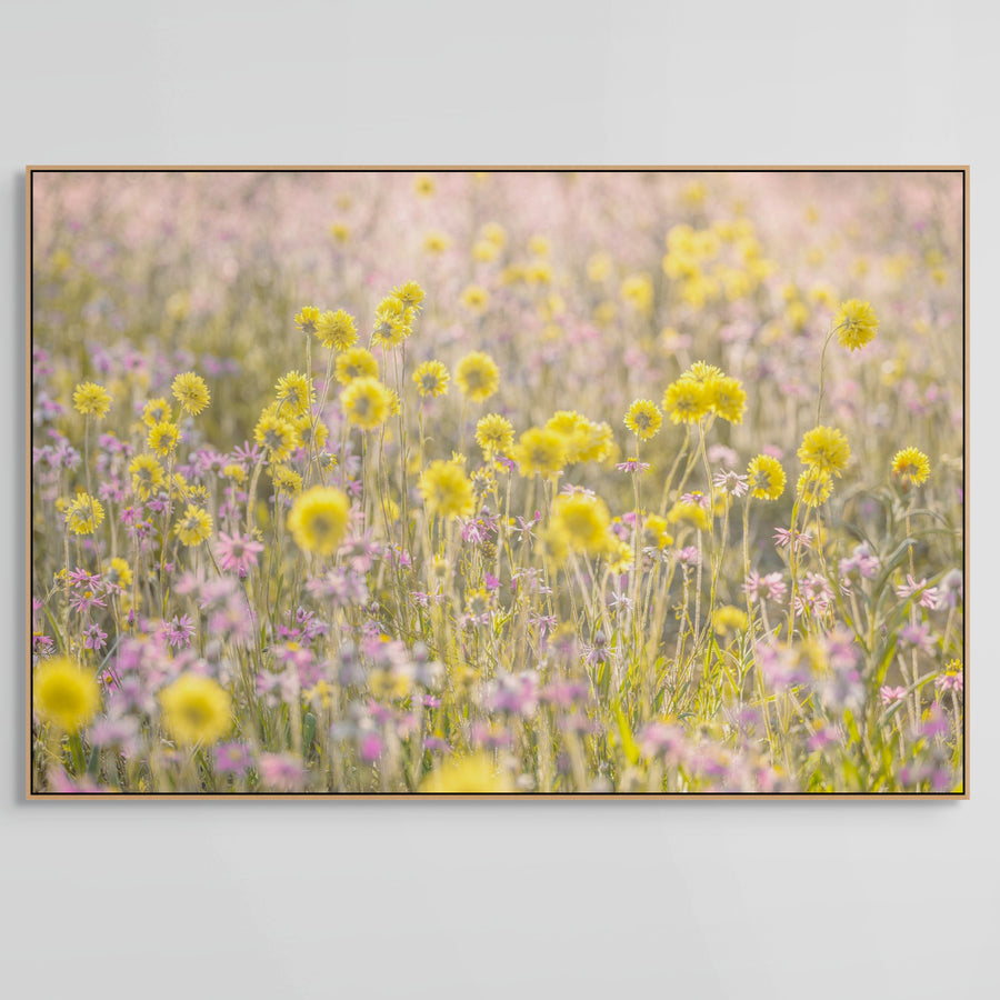 Wildflowers, Mid West Limited Edition 1/1 -  83x125cm Stretched Canvas with handcrafted Marri Frame