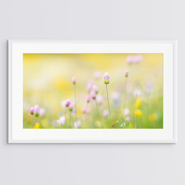 Wildflowers Limited Edition 55x100cm Art Paper Framed In White #1/25