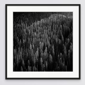 PINE PLANTATION 25x25cm Framed in black with non-reflective glass
