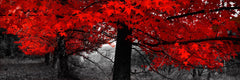 Scarf Cashmere Modal - Red tree, Bogong, Victoria - Christian Fletcher Gallery
