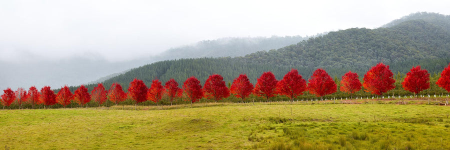 Autumn Trees, Bright, Victoria, Australia - Christian Fletcher Gallery