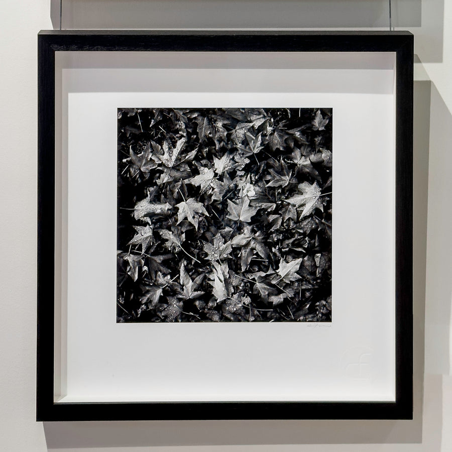 Autumn Leaves 25X25CM FRAMED IN BLACK WITH NON-REFLECTIVE GLASS