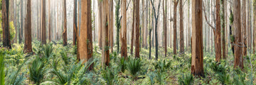 Boranup Forest, South Western Australia, LIMITED EDITION OF 25
