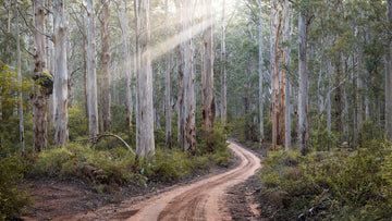 Boranup Forest, Margaret River, South Western Australia