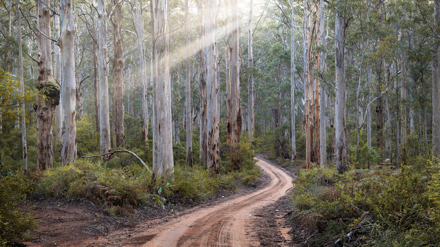 Boranup Forest, Margaret River, South Western Australia