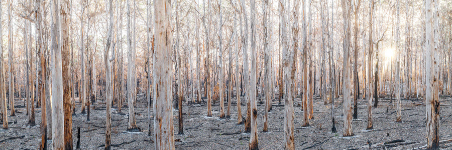 Boranup Forest, South Western Australia, Limited Edition 1/1 FRAMED