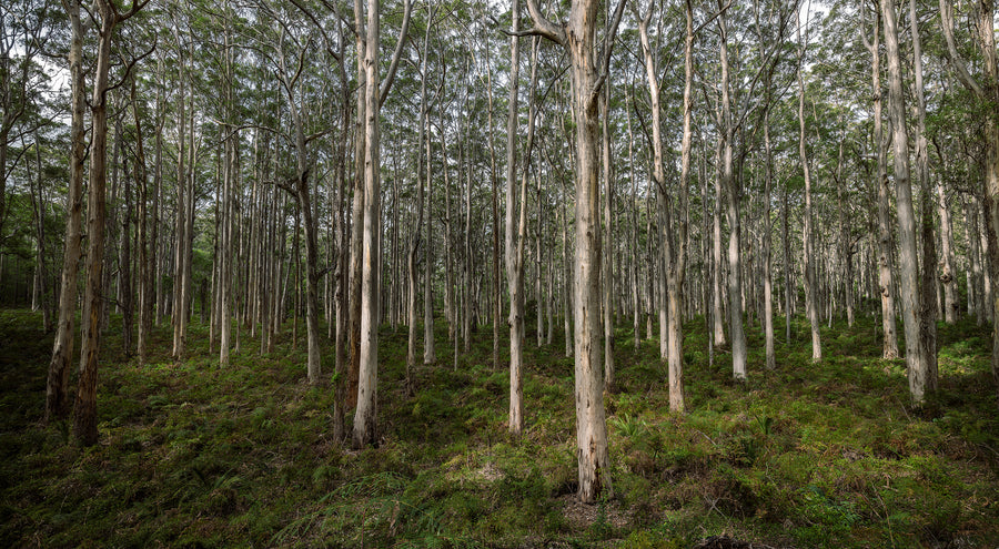 Boranup Forest, South Western Australia | Christian Fletcher Photo Images | Landscape Photography Australia