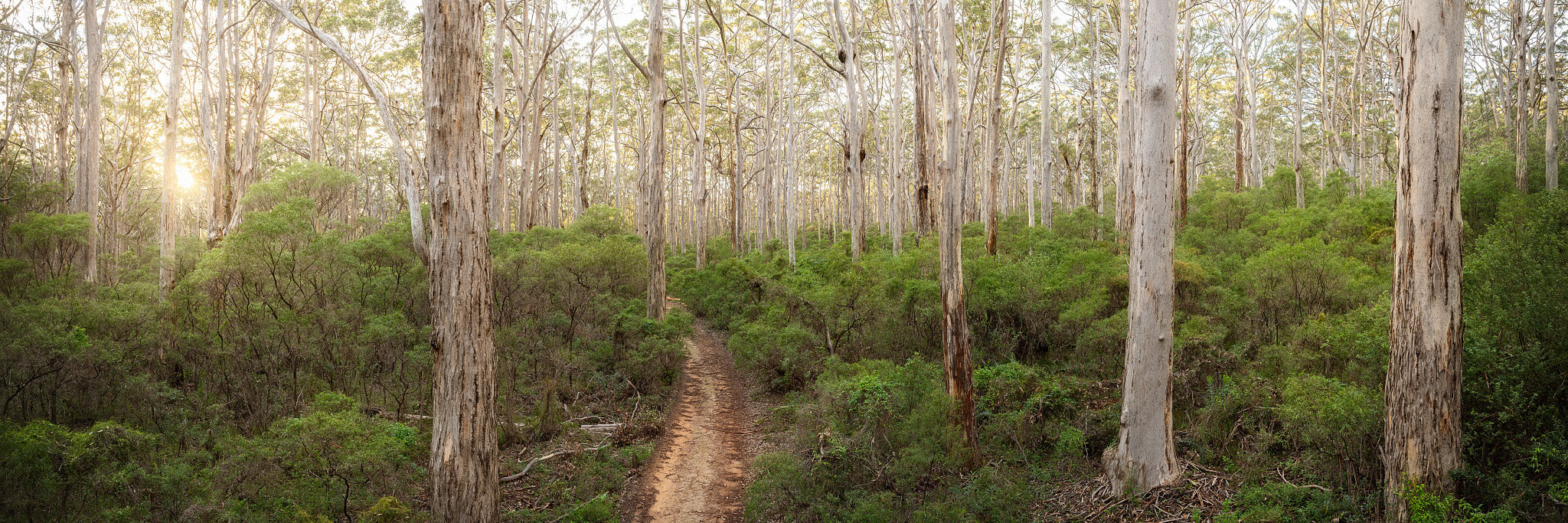Boranup Forest, Margaret River, South Western Australia Christian