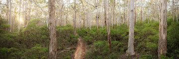 Boranup Forest, Margaret River, South Western Australia | Christian Fletcher Photo Images | Landscape Photography Australia