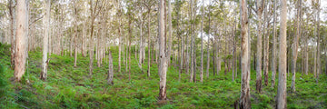 Boranup Forest, Margaret River, South Western Australia - Christian Fletcher Gallery