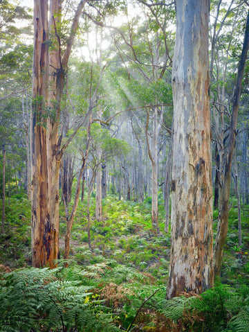 Boranup Forest Margaret River Western Australia | Christian Fletcher Photo Images | Landscape Photography Australia